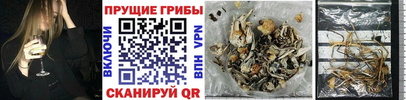 MEGA ONION  Шатура  Галлюциногенные грибы Psilocybine cubensis 